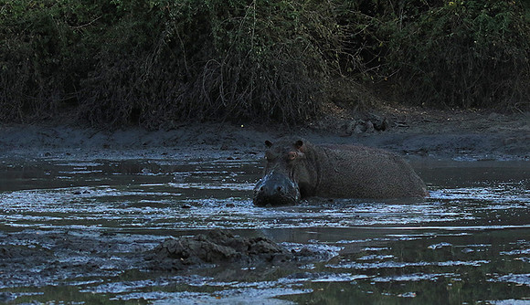 Mana Pools NP