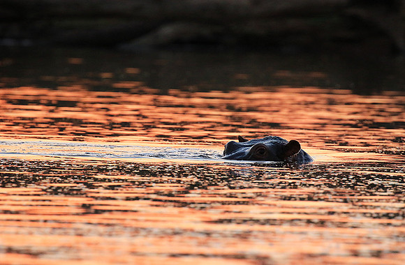 Malilangwe wildlife reserve