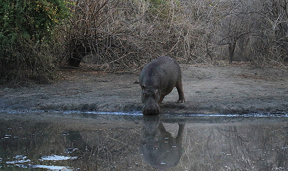 Mana Pools NP