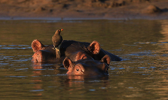 Malilangwe wildlife reserve
