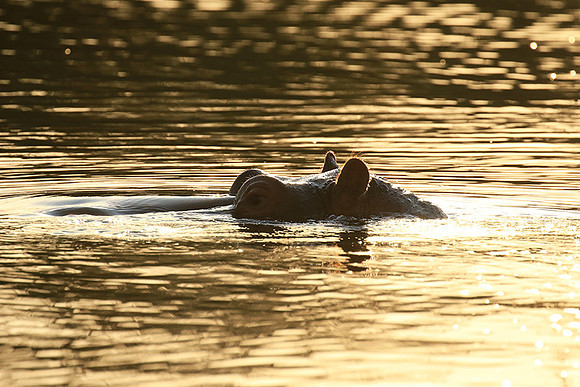 Malilangwe wildlife reserve