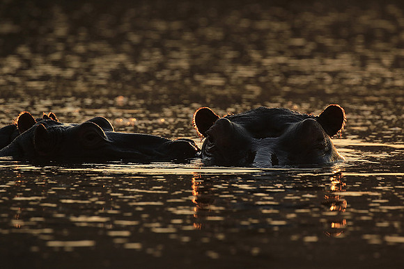 Malilangwe wildlife reserve