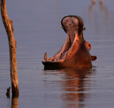Matusadona NP