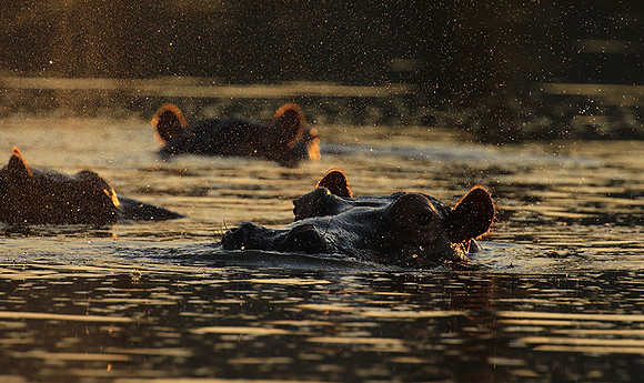 Malilangwe wildlife reserve