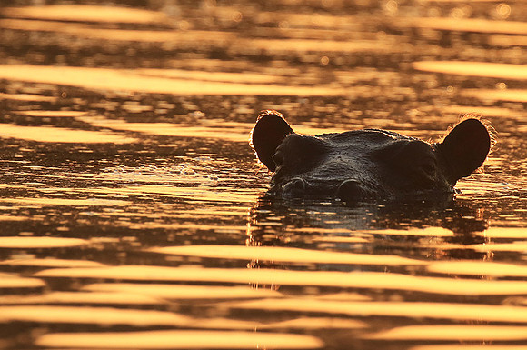 Malilangwe wildlife reserve