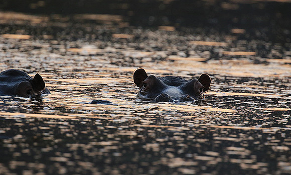 Malilangwe wildlife reserve