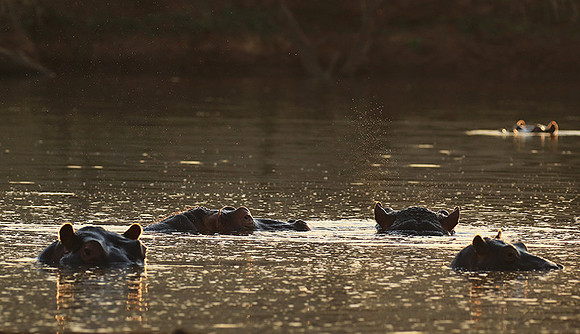 Malilangwe wildlife reserve