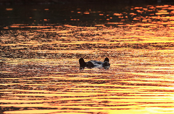Malilangwe wildlife reserve