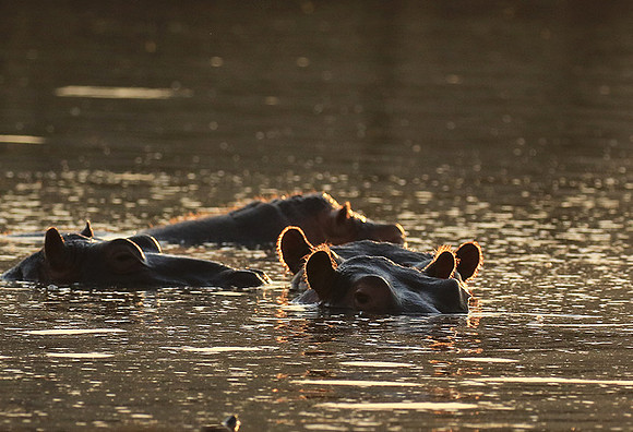 Malilangwe wildlife reserve