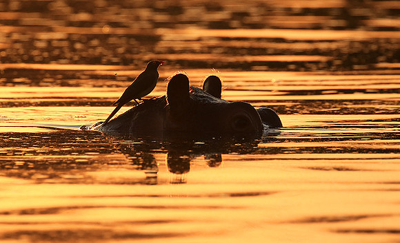 Malilangwe wildlife reserve