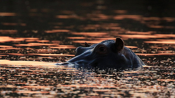 Malilangwe wildlife reserve