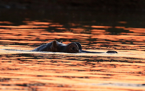 Malilangwe wildlife reserve