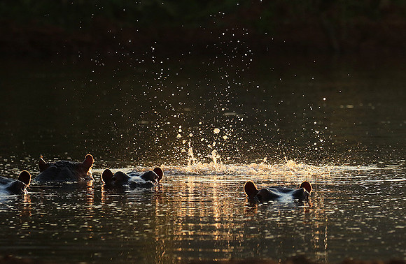 Malilangwe wildlife reserve