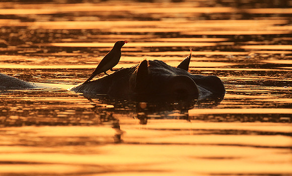 Malilangwe wildlife reserve