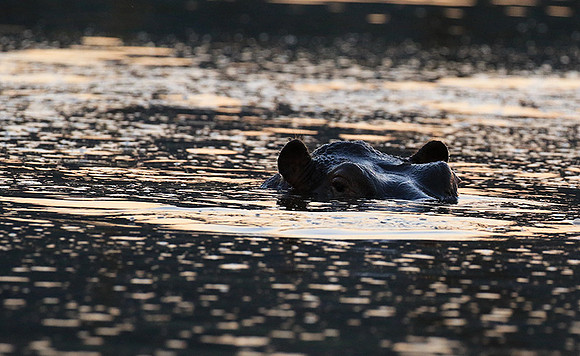 Malilangwe wildlife reserve