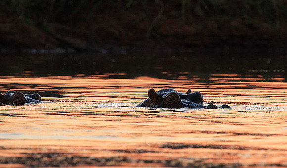 Malilangwe wildlife reserve
