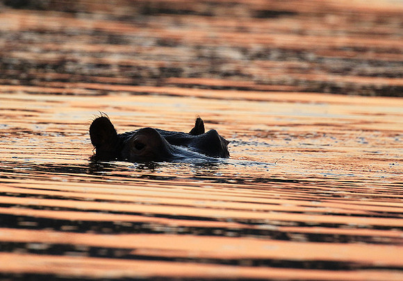 Malilangwe wildlife reserve