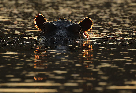 Malilangwe wildlife reserve