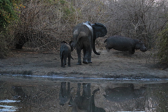 Mana Pools NP