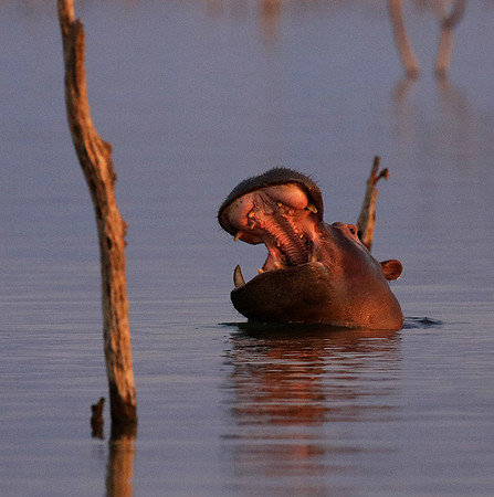 Matusadona NP