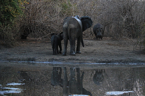Mana Pools NP