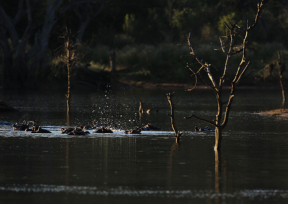 Malilangwe wildlife reserve
