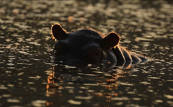 Malilangwe wildlife reserve