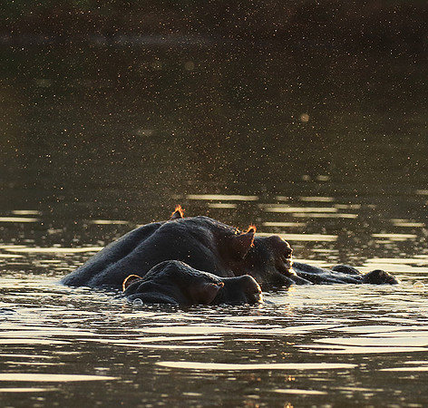 Malilangwe wildlife reserve