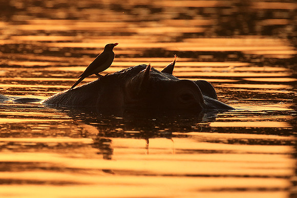 Malilangwe wildlife reserve