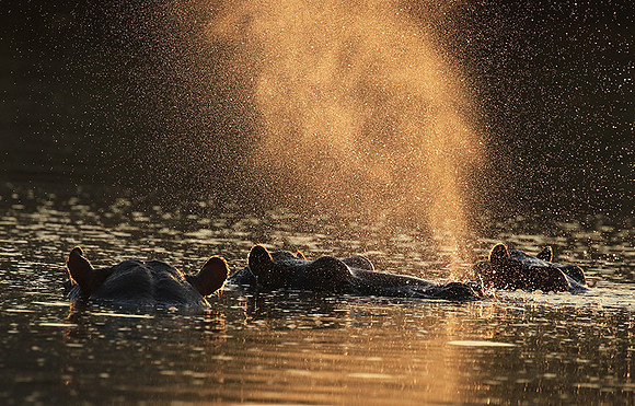 Malilangwe wildlife reserve