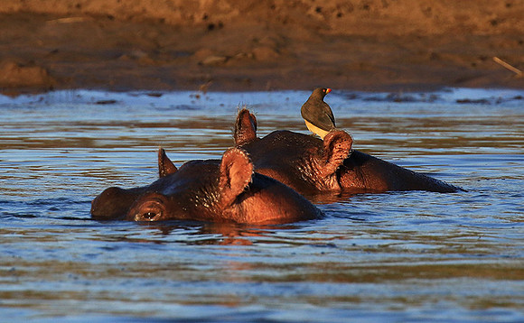 Malilangwe wildlife reserve