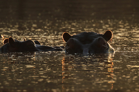 Malilangwe wildlife reserve