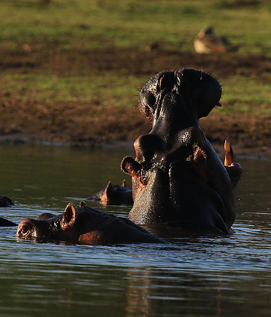 Malilangwe wildlife reserve