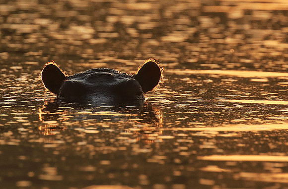 Malilangwe wildlife reserve