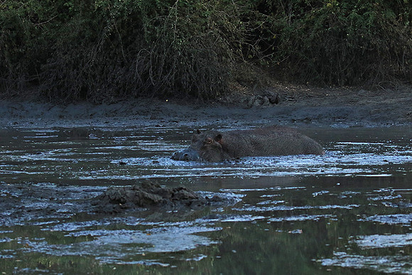 Mana Pools NP