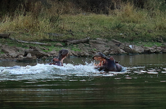 Malilangwe wildlife reserve