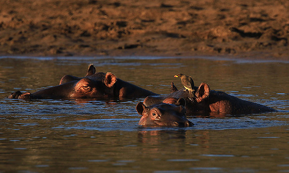 Malilangwe wildlife reserve