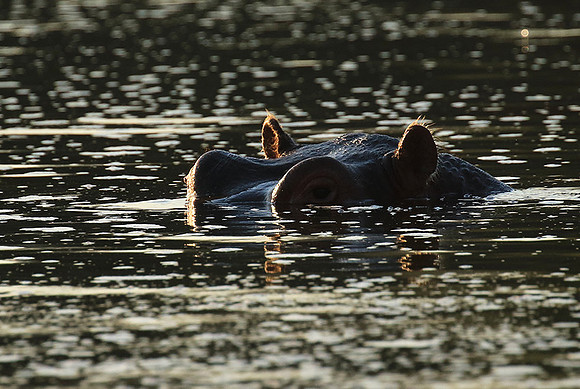 Malilangwe wildlife reserve