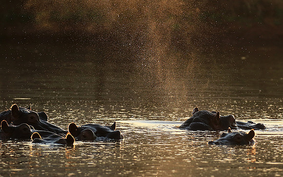 Malilangwe wildlife reserve