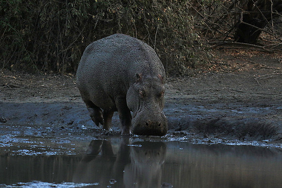 Mana Pools NP