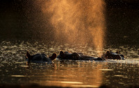 Hippos