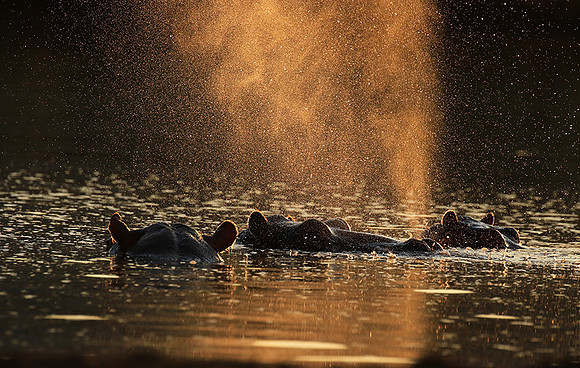 Malilangwe wildlife reserve