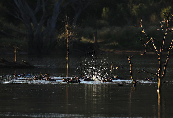 Malilangwe wildlife reserve