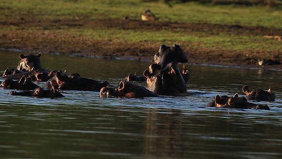 Malilangwe wildlife reserve
