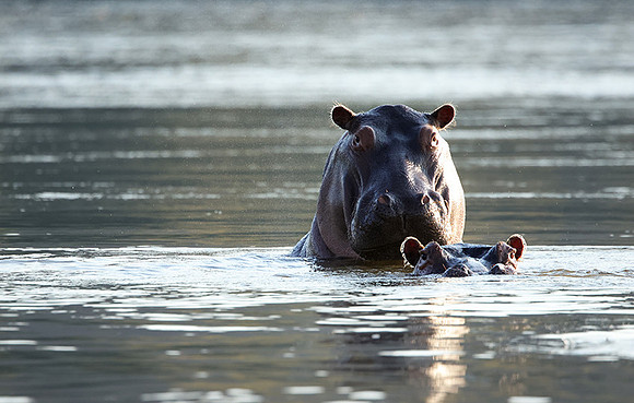 Tembo Plains