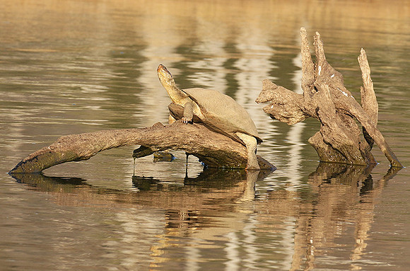 Terrapin tortoise