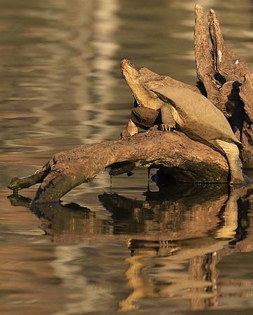 Terrapin tortoise