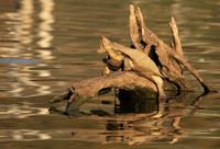 Terrapin tortoise