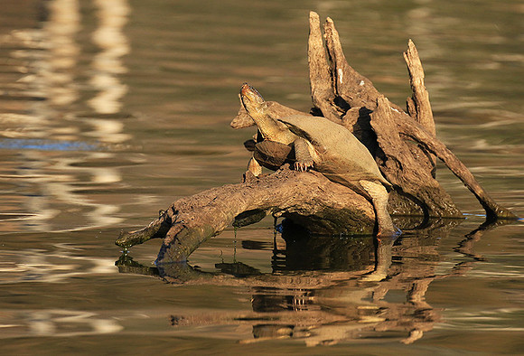 Terrapin tortoise