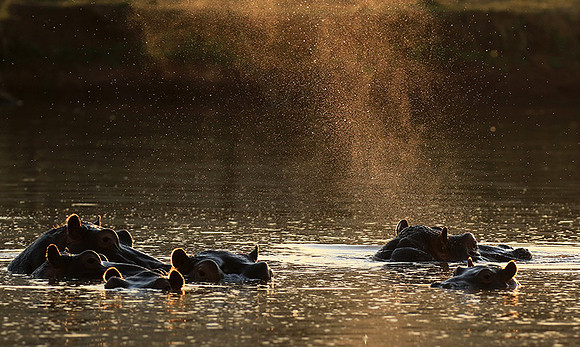 Malilangwe wildlife reserve